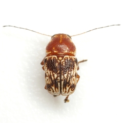 Pachybrachis turbidus