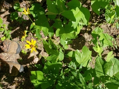Rudbeckia heliopsidis