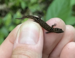 Sphaerodactylus