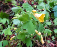Oxalis suksdorfii