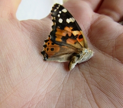 Vanessa cardui