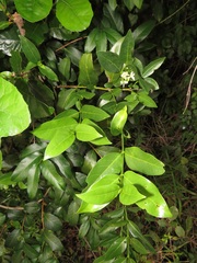 Kraussia floribunda