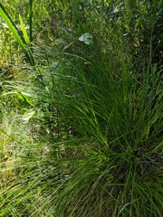 Carex prairea