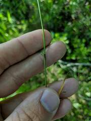 Carex prairea