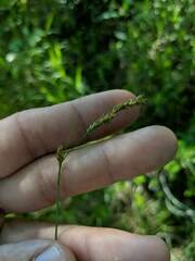 Carex prairea