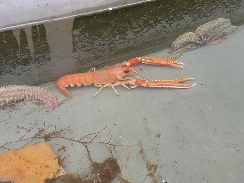 Photo of Norway lobster (Nephrops norvegicus)