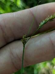 Carex prairea