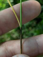 Carex prairea