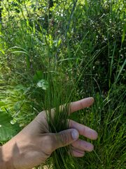 Carex prairea