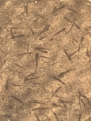 Notropis atherinoides