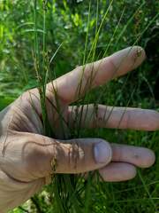 Carex prairea