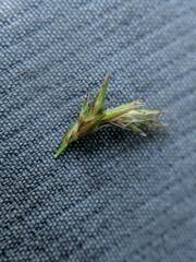Carex prairea