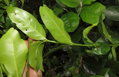 Kraussia floribunda