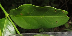 Kraussia floribunda
