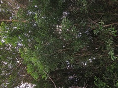 Kraussia floribunda