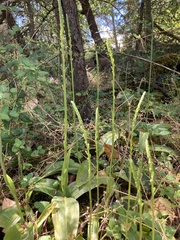 Platanthera unalascensis