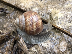 Helix pomatia