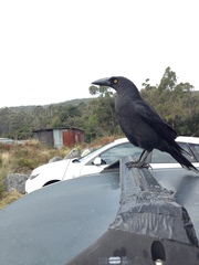Strepera fuliginosa