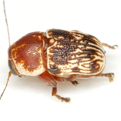 Pachybrachis turbidus