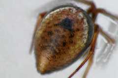 Hentziectypus globosus