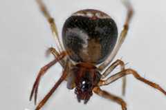 Hentziectypus globosus