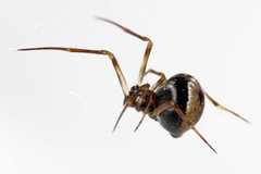 Hentziectypus globosus