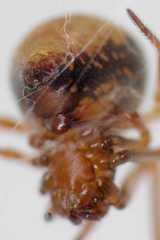 Hentziectypus globosus