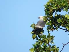 Ictinia mississippiensis