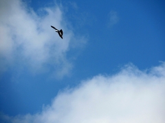 Ictinia mississippiensis