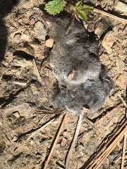 Sorex trowbridgii