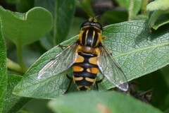 Helophilus neoaffinis
