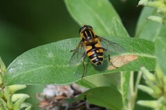 Helophilus neoaffinis