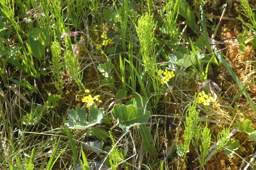 Image of Draba ogilviensis by (c) Syd Cannings, some rights reserved (CC BY)