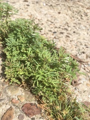 Leucospora multifida