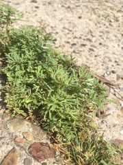 Leucospora multifida