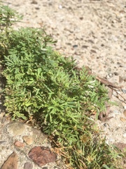 Leucospora multifida