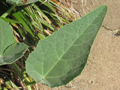 Cucurbita foetidissima