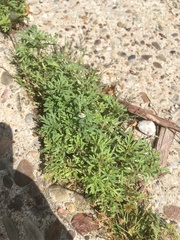 Leucospora multifida