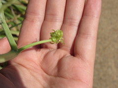 Cucurbita foetidissima