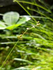 Carex disperma