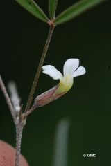 Tephrosia boiviniana
