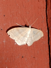 Idaea deversaria
