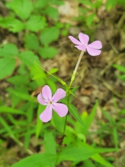 Phlox stolonifera