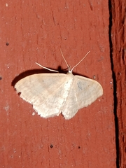 Idaea deversaria