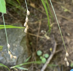 Carex foenea