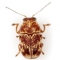 Pachybrachis turbidus