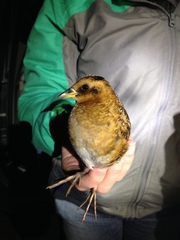 Coturnicops noveboracensis