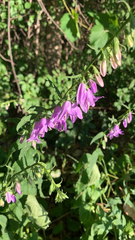 Campanula rapunculoides