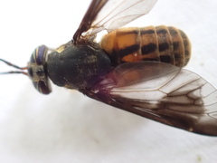 Chrysops striatus