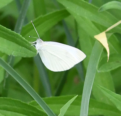 Pieris oleracea